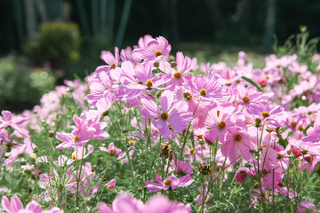 Obraz premium Pink blooming cosmos flower in garden
