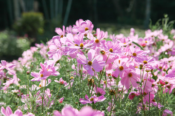 Obraz na płótnie Canvas Pink blooming cosmos flower in garden