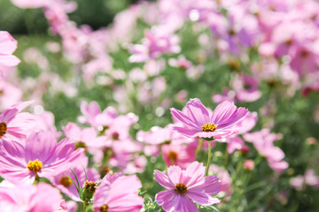 Fototapeta na wymiar Pink blooming cosmos flower in garden