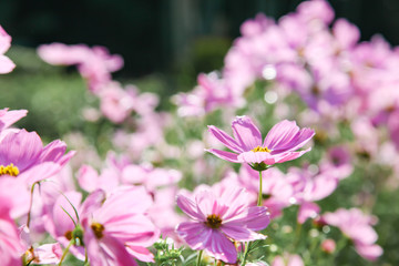 Obraz premium Pink blooming cosmos flower in garden
