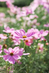 Pink blooming cosmos flower in garden