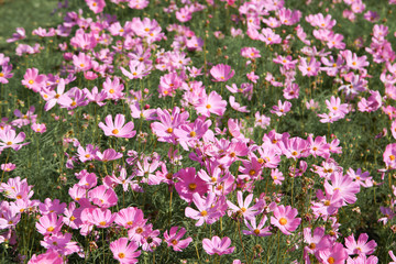 Pink blooming cosmos flower in garden