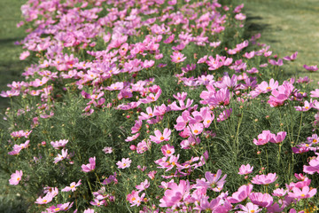 Fototapeta premium Pink blooming cosmos flower in garden