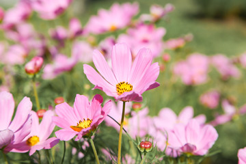 Pink blooming cosmos flower in garden
