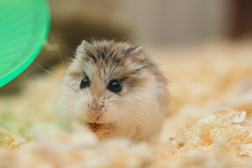 hamster eating food 