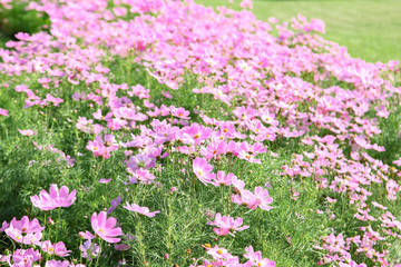 Fototapeta premium Pink blooming cosmos flower in garden
