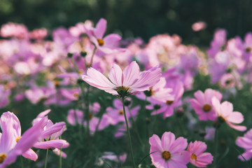 Pink blooming cosmos flower in garden