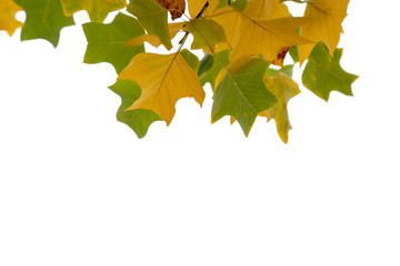 Autumn leaves on isolated white background, Switzerland.