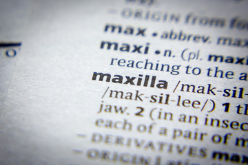 Word or phrase Maxilla in a dictionary. - obrazy, fototapety, plakaty