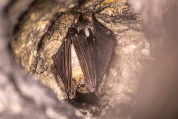 Close up strange animal Greater mouse-eared bat Myotis myotis hanging upside down in the hole of the cave and hibernating. Wildlife photography.