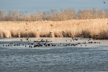 On the river a flock of crows drink water and walk on ice