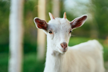 goat in farm
