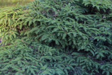 background of conifer branches closeup