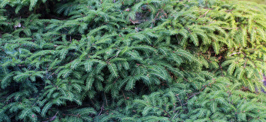 background of conifer branches closeup