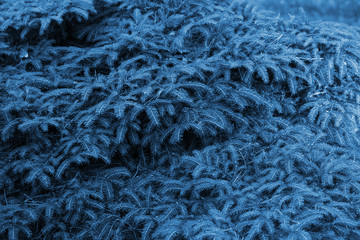 Background of conifer branches closeup. Color of the year 2020 Classic Blue pantone