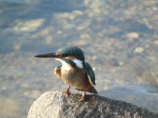 Common Kingfisher 