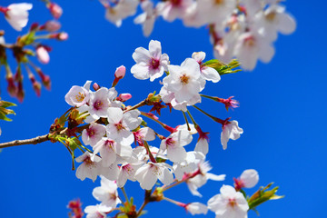 隅田公園の桜。墨田　東京　日本。４月上旬。
