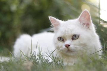 Single cat in alone long time in the grass House
