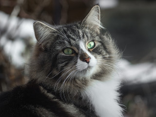 Fluffy Cat in the Winter