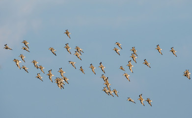 Red Knot, Grey Plover and Dunlin birds flying over sea at daytime