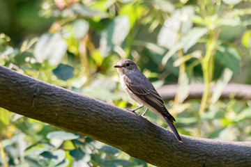 Spotted flycatcher muscicapa striata sitting on branch of tree. Cute brown common songbird in wildlife.