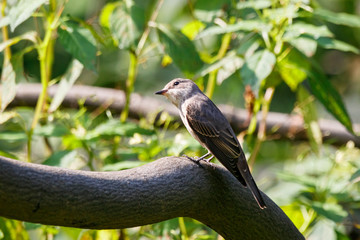 Spotted flycatcher muscicapa striata sitting on branch of tree. Cute brown common songbird in wildlife.