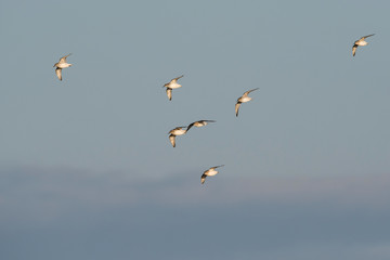 Red Knot, Grey Plover and Dunlin birds flying over sea at daytime