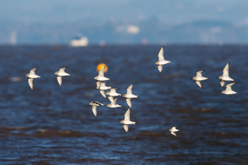 Red Knot and Dunlin birds flying over sea at daytime