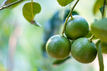 Closeup green lime on a tree with fruits