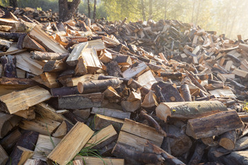 forest glade flooded with light, wood logs are scattered everywhere, the sun rises on a forest hill