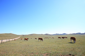 A herd of cattle are eating grass on the grassland