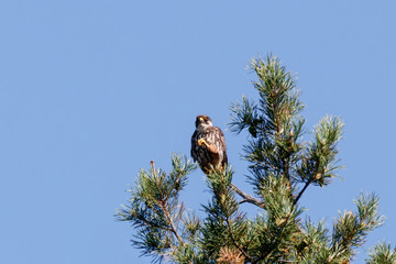 Eurasian hobby falco subbuteo sitting on top of pine tree. Cute majestic falcon bird of prey in wildlife.