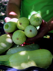 Harvesting zucchini. Fresh vegetables. Green squash on the farm.