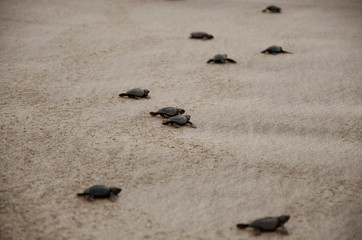 Newborn turtles, Kolthare, Near Dapoli, Konkan, Maharashtra, India