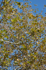 blue sky and green leaves