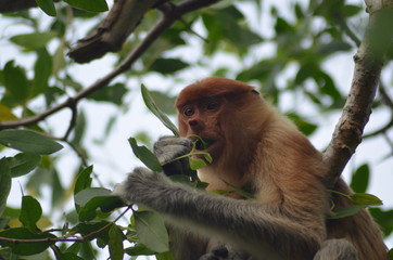 : a female proboscis monkey (Bekantan) is sitting on a tree branch while eating young leaves. In Borneo, Indonesia.