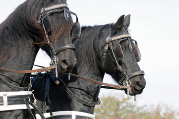 Fototapeta premium Friesenpferde im Fahrsport