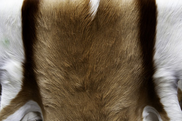 Animal skins fur