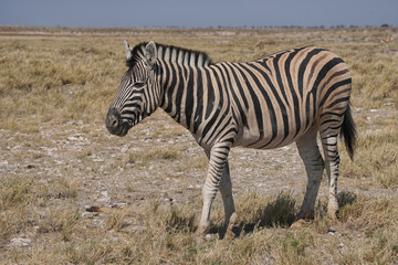 Fototapeta na wymiar zebra in the Kalahari desert, South Africa