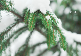 Branches of snow green fir tree. Snow lies on the branches of a fir tree. Christmas winter minimal concept. Weather is cold and snowing. Winter weekend holidays. Top view
