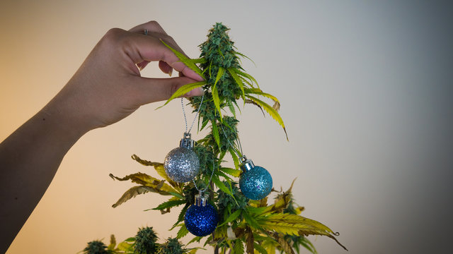 The young person decorates medical marijuana plant growing indoor