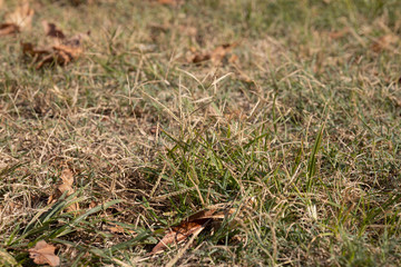green grass and plant close up