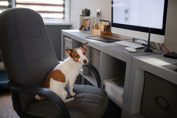 dog is sitting at a computer chair. Pet at the office. Jack Russell Terrier at the desk