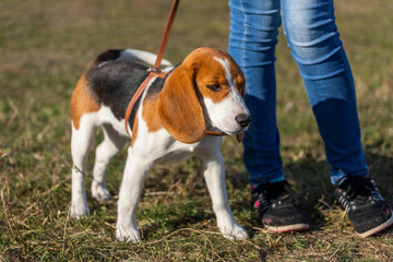 life of a sad beagle dog