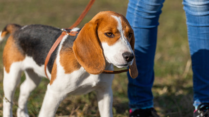 life of a sad beagle dog