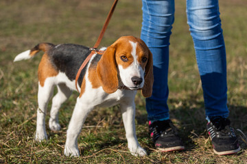 life of a sad beagle dog