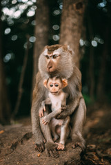 Animal Monkey Family