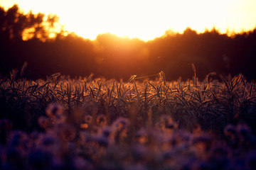Sunset in a cornfield with wildflowers in the foreground