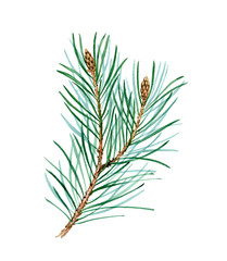 Watercolor green pine branches isolated on white background. Realistic botanical illustration. Christmas design element for celebration of New Year, greeting cards, banners, invitations, calendars.