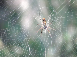 Giant Wood Spider